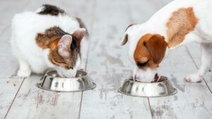 Alimentação Ideal para Cães e Gatos