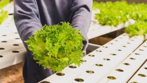 Alface em Hidroponia