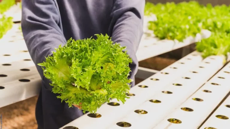 Alface em Hidroponia